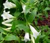 Show product details for Gentiana asclepiadea Alba